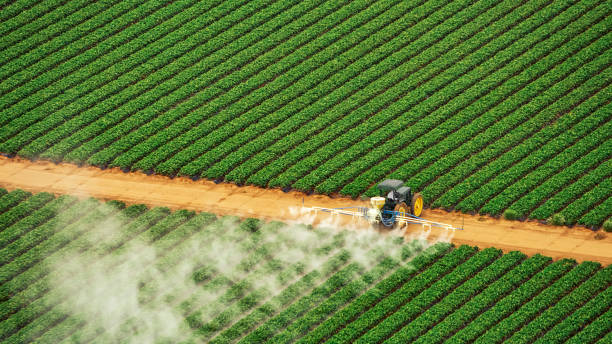 Best Ant Control Services  in Escobares, TX