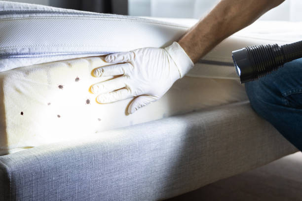 Best Mosquito Control Services  in Escobares, TX